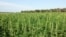 This July 2016 photo provided by the North Dakota Department of Agriculture shows industrial hemp growing in a field in North Dakota's Benson County. 
