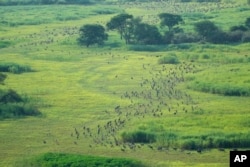 Antelope run through a field as they migrate in national parks and the surrounding areas, South Sudan Wednesday, June 19, 2024. (AP Photo/Brian Inganga)