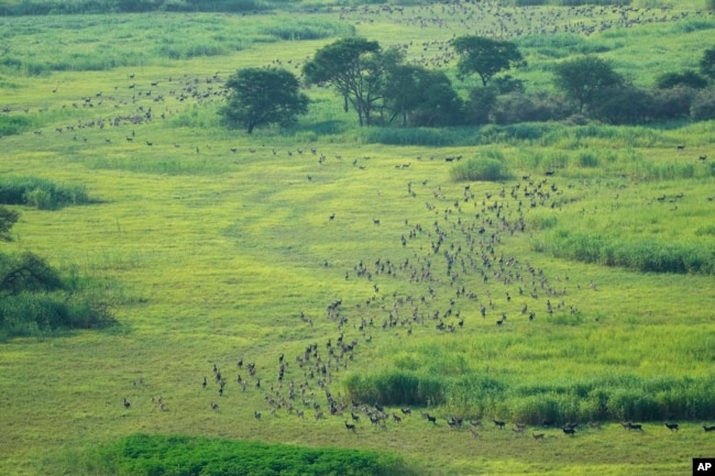 Antelope run through a field as they migrate in national parks and the surrounding areas, South Sudan Wednesday, June 19, 2024. (AP Photo/Brian Inganga)