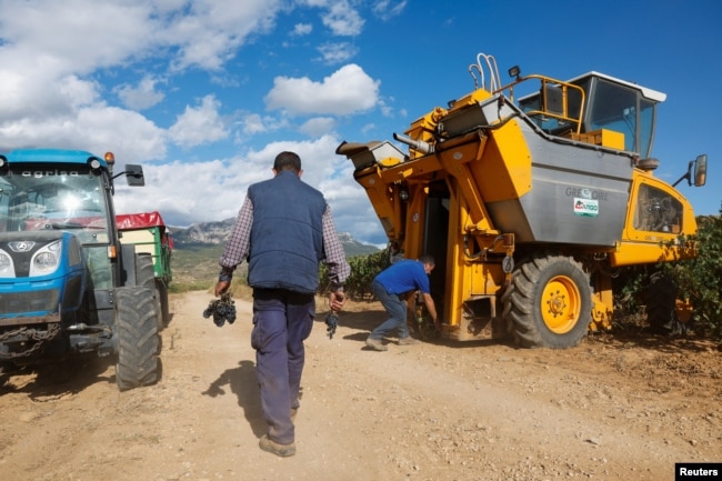 Wine grower Victor Alonso cleans his automated grape picker as his brother carries bunches of grapes near Haro, Spain, October 29, 2022. (REUTERS/Vincent West)