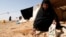 A woman collects and sells Terfeziaceae, or desert truffles, in a desert located south of the city of Samawa, Iraq, about 270 km south of Baghdad, February 10, 2013. (REUTERS Photo/Mohammed Ameen)