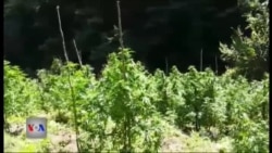 Bimët narkotike në veri të Shqipërisë