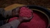 ARCHIVO - Un empleado clasifica soja para sembrar en la finca Passatempo, Sidrolandia, estado de Mato Grosso do Sul, Brasil, el jueves 20 de octubre de 2022. (AP)
