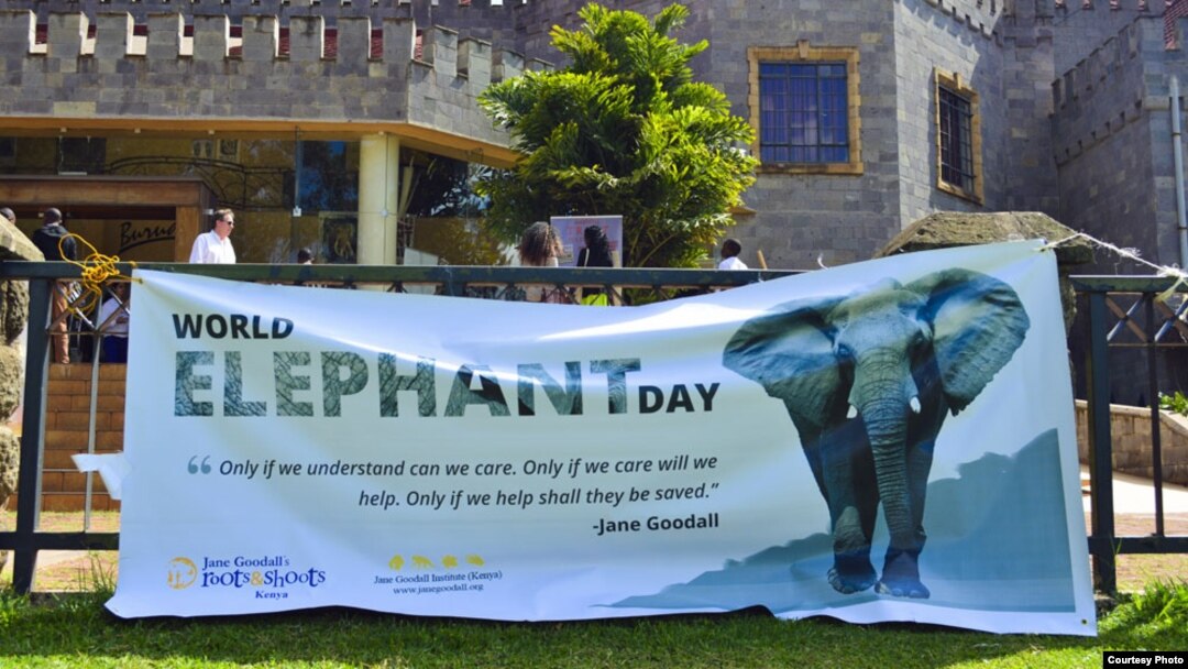 Yayasan Satwa Liar Afrika mensponsori acara Hari Gajah Sedunia di Karen, Kenya 9 Agustus 2014. (Foto: Immanuel Muasya/Benuels Photography) 