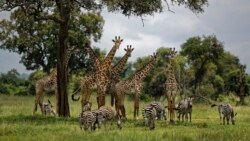 World Bank suspends funding for Tanzania tourism development project