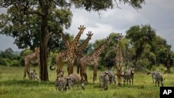 World Bank suspends funding for Tanzania tourism development project
