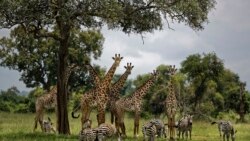 FILE - In this March 20, 2018, file photo, giraffes and zebras congregate under the shade of a tree in the afternoon in Mikumi National Park, Tanzania.