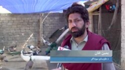 د پښتونخوا ګڼو ځوانانو د مارغانو ساتلو شوق خپل کاروبار جوړ کړی 