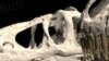 Dinosaur Skull Reveals Youthful Secrets
