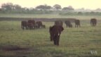 Kenya Elephants