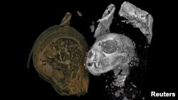 The head of a mummified domestic cat, revealed by X-ray micro CT scanning, is seen in this undated image released on August 20, 2020. (Swansea University/Handout via REUTERS)