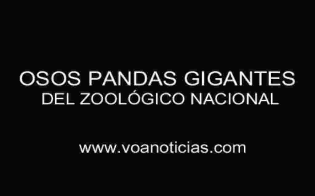 Osos pandas gigantes del Zoológico Nacional