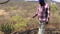 Seziphelile Inkomo eGwanda ...