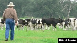 Dairy farming