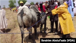 Lokacin Kaddamar Da Sabuwar Allurar Rigakafin Dabbobi A Adamawa