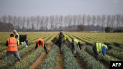 FILE - Migrant workers from Romania pack harvested daffodils to be transported on a farm near Holbeach, in eastern England, on March 15, 2022. 