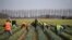 FILE - Migrant workers from Romania pack harvested daffodils to be transported on a farm near Holbeach, in eastern England, on March 15, 2022. 