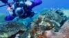 These Coral Reefs Are Doing Well in Gulf of Mexico