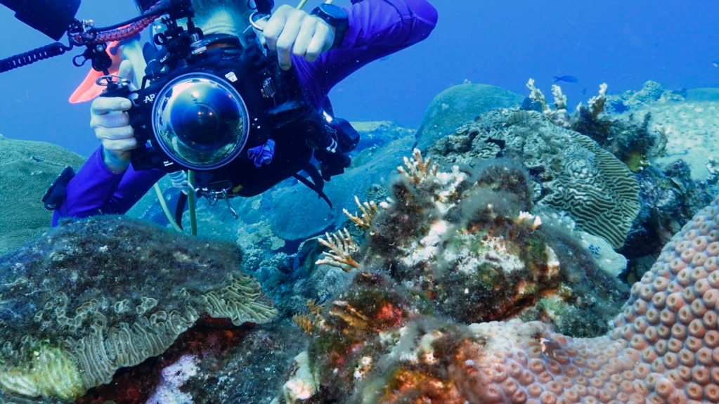 These Coral Reefs Are Doing Well in Gulf of Mexico