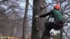 Professional Tree Climbers Showcase Agility, Speed