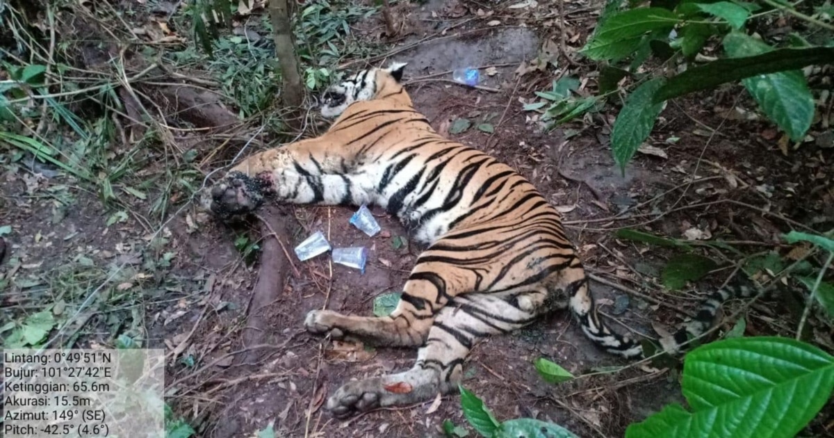 Ratusan Konflik Satwa Liar dengan Manusia di TNGL Terjadi Sepanjang 2021