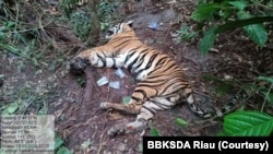 Seekor harimau Sumatra yang ditemukan mati karena terjerat di dalam kawasan hutan tanaman industri di Provinsi Riau, Senin 18 Mei 2020. (Foto: BBKSDA Riau)