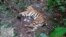 Seekor harimau Sumatra yang ditemukan mati karena terjerat di dalam kawasan hutan tanaman industri di Provinsi Riau, Senin 18 Mei 2020. (Foto: BBKSDA Riau)