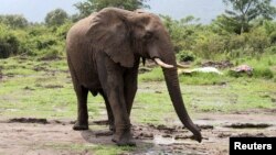FILE - An elephant in Virunga National Park near Lake Edward at Mabenga in the eastern Democratic Republic of the Congo.