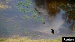 A cow wades in floodwater caused by Hurricane Florence near Fayetteville, North Carolina, Sept. 17, 2018.