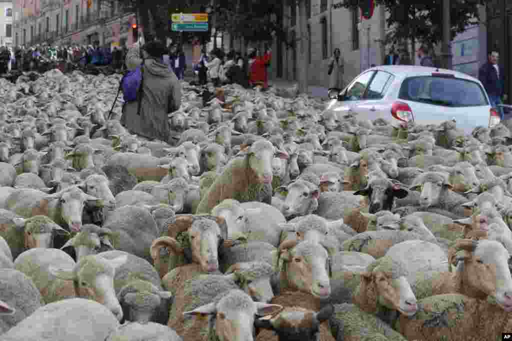 A shepherd guides a flock of sheep through central Madrid, Spain.