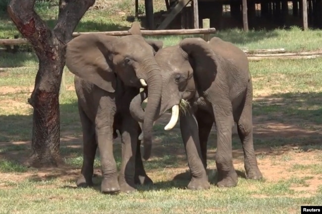 FILE - The male savannah elephant Doma and the male savannah elephant Mainos engage in greeting behavior at Jafuta Reserve in Zimbabwe, in this undated handout picture. (Vesta Eleuteri/Handout via REUTERS)