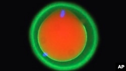 This microscope image provided by Osaka University and the Research Institute of Molecular Pathology in October 2024, shows the fertilization of a mouse egg marked in red and green. (Yonggang Lu/Osaka University/IMP via AP)