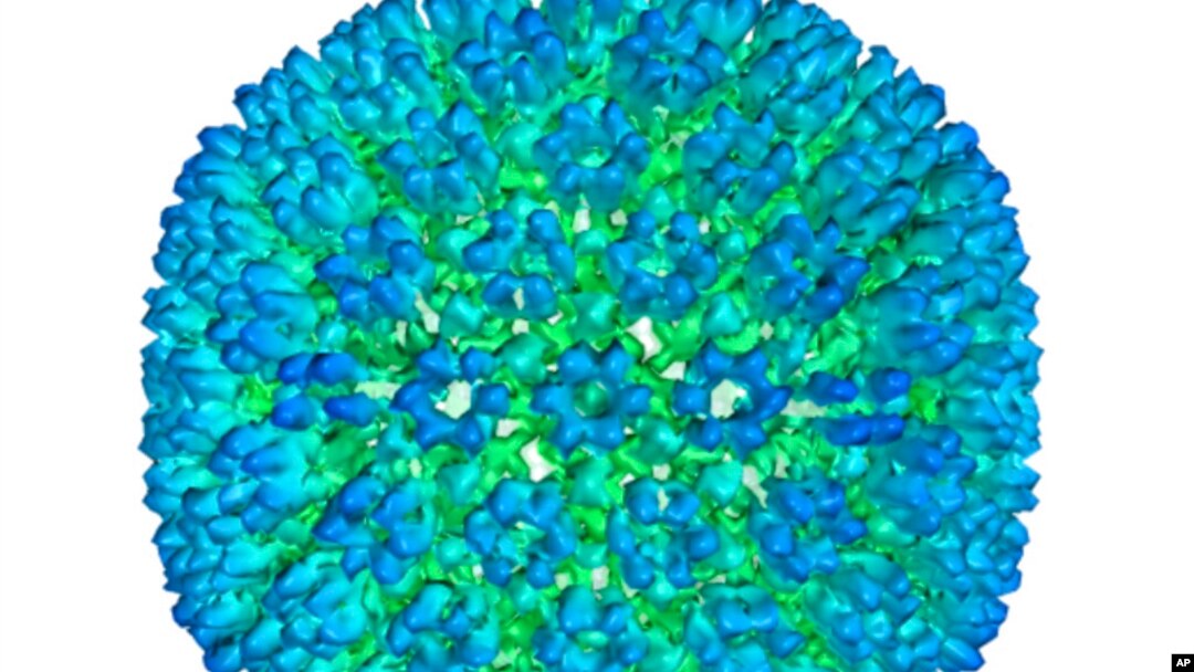 This image provided by US Department of Health and Human Services shows an illustration of the outer coating of the Epstein-Barr virus, one of the world’s most common viruses. 