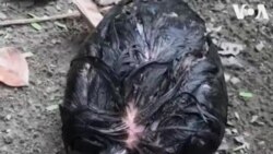 Ֆիլիպիններ. Թաալ հրաբխի ժայթքման հետևանքով հարակից գյուղերի բնակիչները լքում են իրենց տները