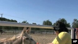 The Gentle Barn rescues abused and neglected animals that eventually become part of a therapeutic program for teenagers and disabled adults.