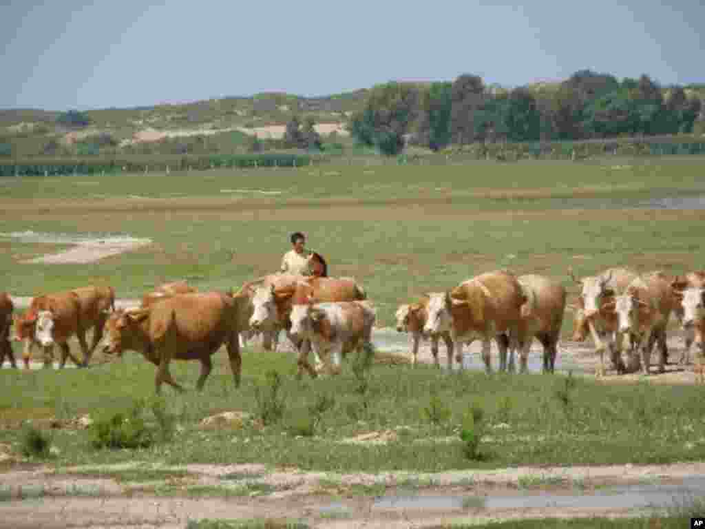 牧牛人在科爾沁草原上放牛