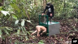 Alba, an albino orangutan, is released by a conservationist of the Borneo Orangutan Survival Foundation inside Bukit Baka Bukit Raya National Park in Central Kalimantan, Indonesia, Dec. 19, 2018. 
