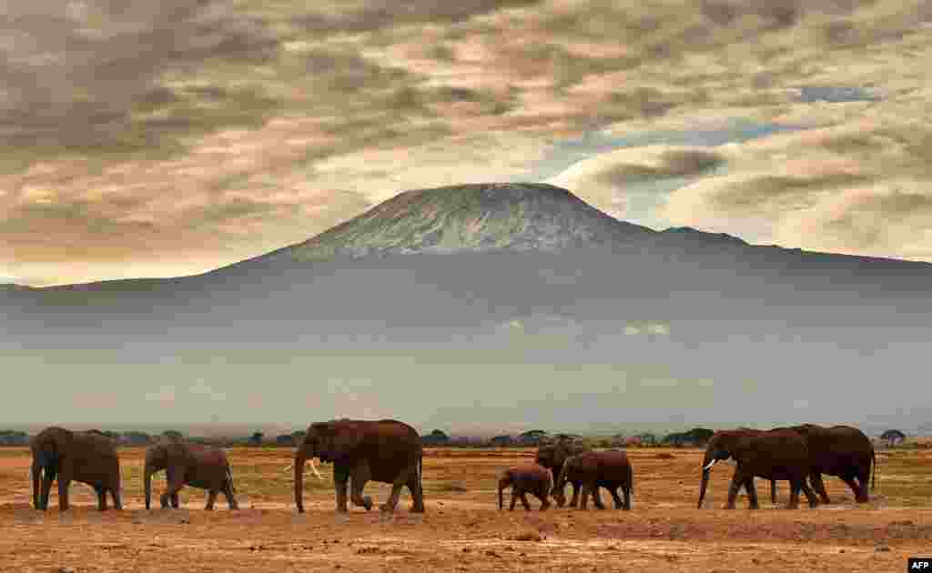 ដំរី​មួយ​ហ្វូង​ដើរ​កាត់​ពី​មុខ​ភ្នំ​ Kilimanjaro ក្នុង​ឧទ្យានជាតិ Amboseli ប្រទេស​កេនយ៉ា។&nbsp;