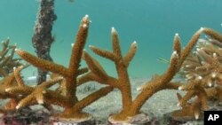 FILE - In this Sept. 27, 2012, photo, pieces of stag horn coral grow in Nova Southeastern University's offshore coral reef nursery near Fort Lauderdale, Fla. 