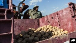 A farm hand stands by the harvested potato crop at King's Hill Farm. The potato yield is about one-fifth of the expected yield, July 30, 2012.