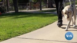 These Incredible Dogs Help the Vision Impaired See 