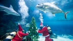 FILE - Penyelam yang mengenakan kostum Sinterklas menghias pohon Natal dengan kerang di akuarium Tropicarium di Budapest, Hungaria, Kamis, 6 Desember 2018. (Balazs Mohai/MTI via AP)