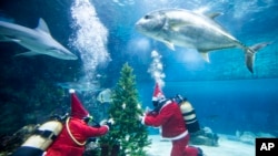 FILE - Penyelam yang mengenakan kostum Sinterklas menghias pohon Natal dengan kerang di akuarium Tropicarium di Budapest, Hungaria, Kamis, 6 Desember 2018. (Balazs Mohai/MTI via AP)