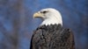 A bald eagle named Freedom perches on a branch at the Turtle Back Zoo in West Orange, N.J., Jan. 15, 2025.