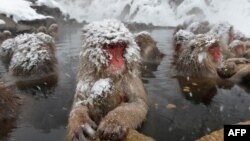 Kera Jepang atau disebut kera salju sedang menikmati kolam air panas atau "onsen", di Taman kera Jigokudani di Yamanouchi, Prefektur Nagano, 10 Desember 2012.