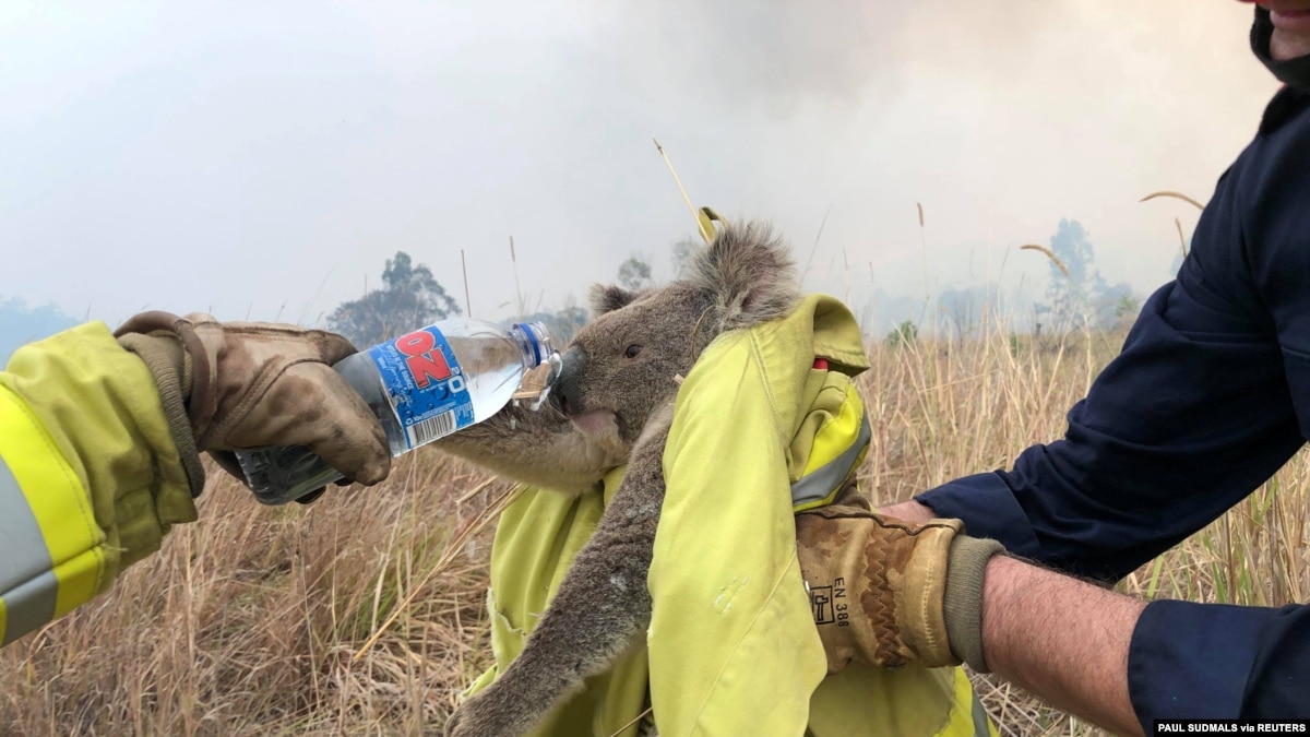 Koala Menderita Dalam Kebakaran Hutan Di Australia