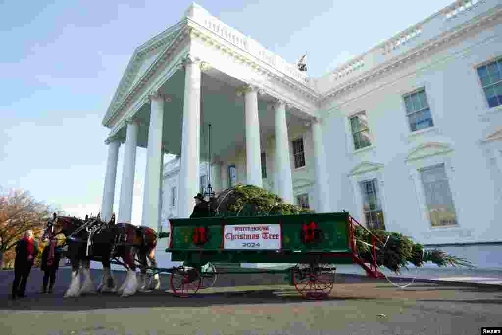 Otra de las decoraciones más esperadas de la época es la de Casa Blanca, en Washington. Dos imponentes caballos llevaron el lunes 25 de noviembre el gran árbol que adornará la casa presidencial.&nbsp;