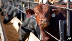 FILE - Cattle occupy a feedlot in Columbus, Neb., in June 2020.