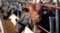 FILE - Cattle occupy a feedlot in Columbus, Neb., in June 2020.