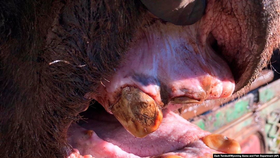 Grizzly 168 was so old, it only had three remaining teeth. (Zach Turnbull/Wyoming Game and Fish Department)